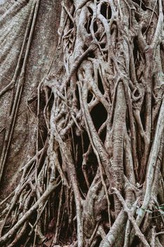 Tangled Fig Tree and tree trunks in tropical jungle forest, Rincon de la Vieja National Park, Parque Nacional Rincon de la Vieja, Guanacaste Province, Costa Rica