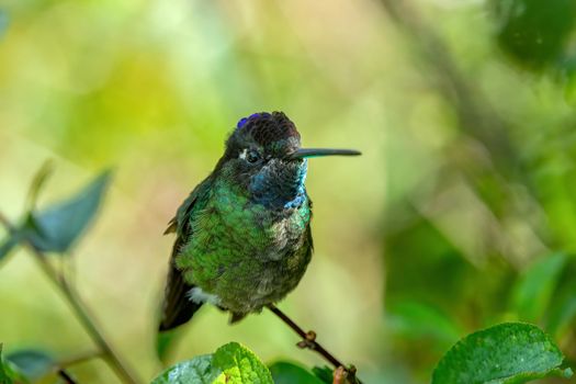 violet-headed hummingbird (Klais guimeti) Beautiful bird at San Gerardo de Dota, Wildlife and birdwatching in Costa Rica.