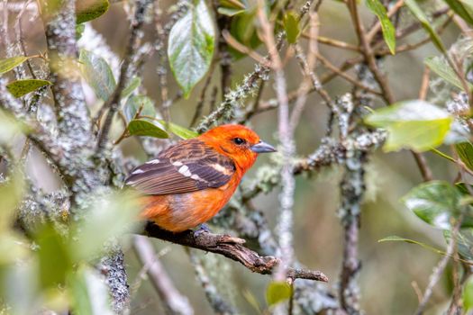 small bird Flame-colored Tanager (Piranga bidentata), male on a branch in San Gerardo de Dota, Wildlife and birdwatching in Costa Rica.