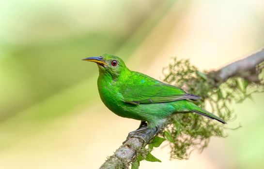 Green honeycreeper female (Chlorophanes spiza), La Fortuna, Volcano Arenal, Wildlife and birdwatching in Costa Rica.