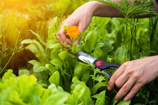 A young girl holds a calendula flower in the garden, collects the pot marigold for medicinal purposes, for a soothing healthy tea.