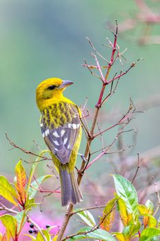 small bird Flame-colored Tanager (Piranga bidentata), yellow female on a branch in San Gerardo de Dota, Wildlife and birdwatching in Costa Rica.