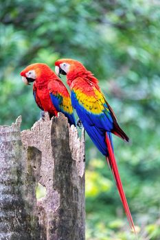 Scarlet macaw (Ara macao), couple sitting at the entrance to their nest in the hollow of a tree trunk. Quepos, Wildlife and birdwatching in Costa Rica.