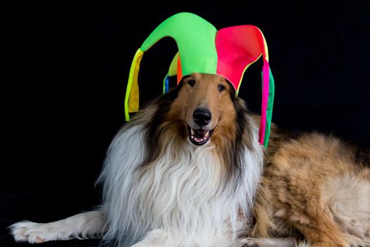 portrait of a long-haired collie with a harlequin hat, isolated on black background