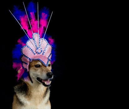 Portrait of a dog dressed for carnival, with feathers, sequins and glitters on a black background