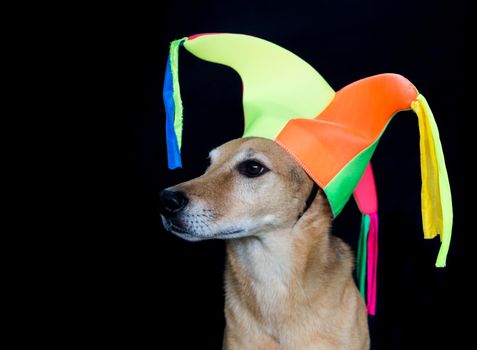 portrait of a mongrel dog with harlequin hat on black background