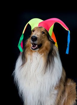 portrait of a long-haired collie with a harlequin hat, isolated on black background