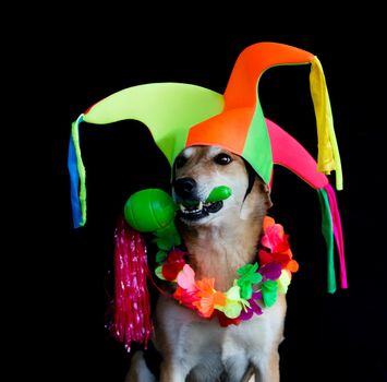 portrait of a mongrel dog with harlequin hat, maracas, and flower necklace on black background