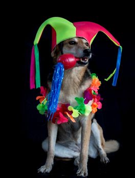 portrait of a mongrel dog with harlequin hat, maracas, and flower necklace on black background