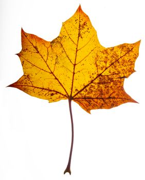 Isolated maple leaf, colored yellow with brown spot