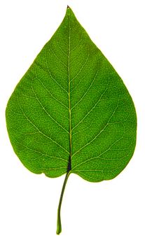 close up of an isolated green lilac leaf