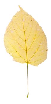 Close up of a isolated yellow birch leaf