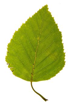 Close up of an isolated green vine leaf