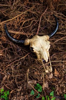 Decorative cow skull laying on top of dry branches