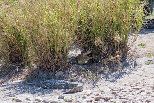 A nile crocodile, Crocodylus niloticus, on sand between reeds