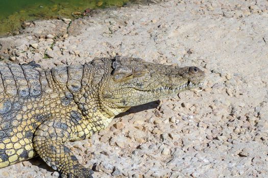 The face of a nile crocodile, Crocodylus niloticus