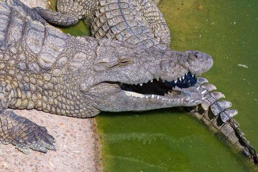 The face and tail of a nile crocodile, Crocodylus niloticus