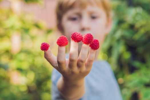 Child picking raspberry. Kids pick fresh fruit on organic raspberries farm. Children gardening and harvesting berry. Toddler kid eating ripe healthy berries. Outdoor family summer fun in the country.