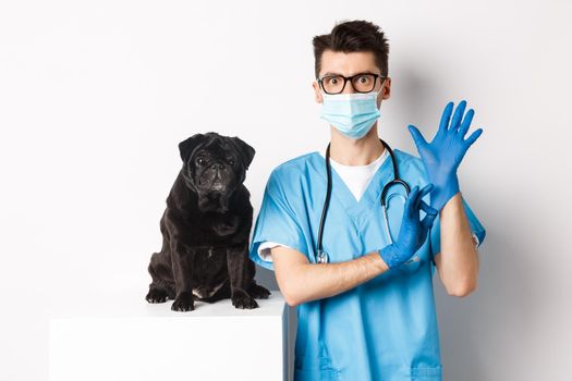 Handsome vet doctor in veterinarian clinic put on gloves and medical mask, examining cute little dog pug, white background.