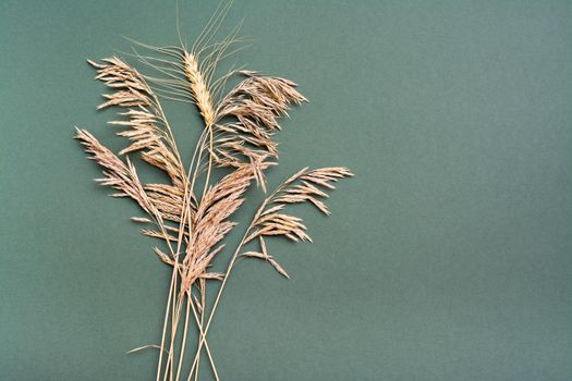 An ear of wheat among dry grass on a green background. Identity concept