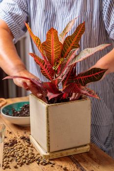 A woman transplants a houseplant, a flower in a ceramic pot. Hands and flower close-up.