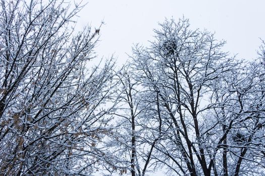 winter concept. snow covered tree branches