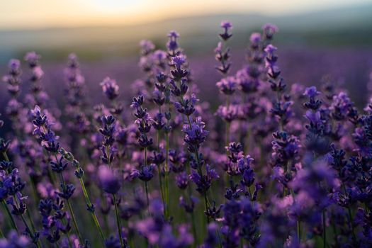 Lavender flower close-up in a lavender field against a sunset background