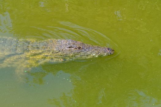 A nile crocodile, Crocodylus niloticus, in water at a crocodile farm near Paarl