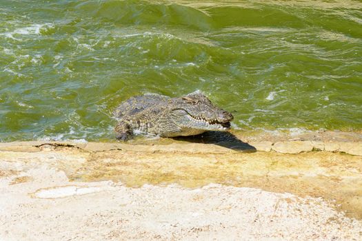 A nile crocodile, Crocodylus niloticus, charging out of the water at a crocodile farm near Paarl
