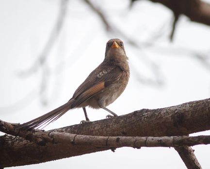 Ghana wildlife Pictures