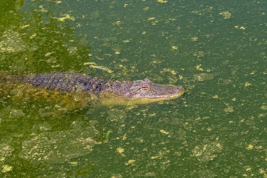 An alligator, Alligator mississipiensis, in water at a crocodile farm near Paarl