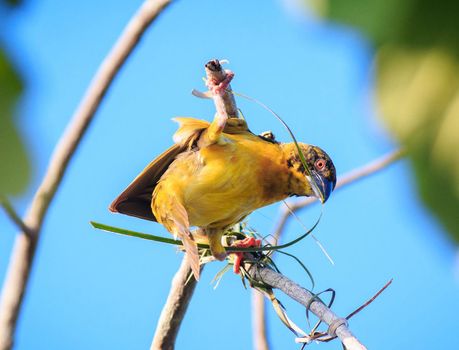 Ghana wildlife Pictures