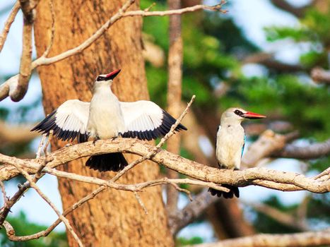 Ghana wildlife Pictures