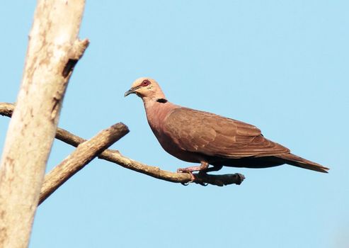 Ghana wildlife Pictures