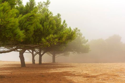 Photo from a mountain in Kythira during heavy fog near Monastery of Agia Elesa. Greece.