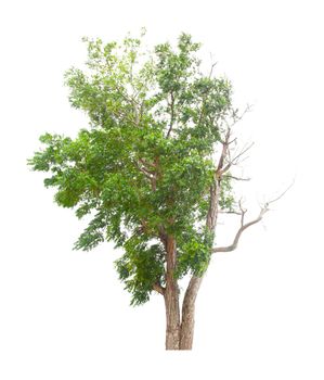 Dead tree on one side and living tree on the different side. Isolated on a white background.