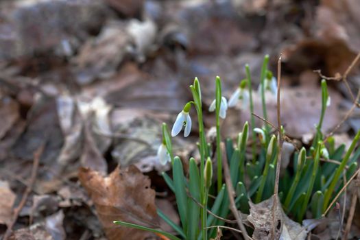 Flowers snowdrops (Galanthus nivalis). First beautiful snowdrops in spring. Common snowdrop blooming. It bloom in spring forest. Snowdrops close up.