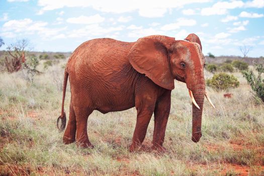 African bush elephant (Loxodonta africana) covered with red dust walking on low dry grass field. Tsavo East, Kenya