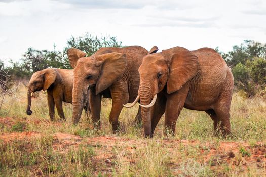 Three African bush elephants (Loxodonta africana), walking on savanna with some trees in background. Amboseli national park, Kenya.