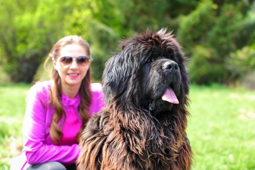 Huge Newfoundland dog (detail on head) with blurred woman in pink, and green park in background.