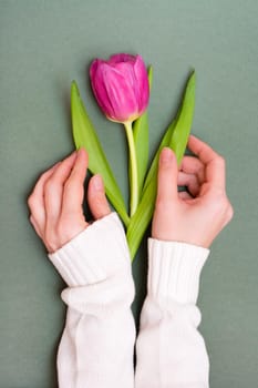 Lonely pink tulip with green leaves in female hands on a monochrome dark background. Vertical view