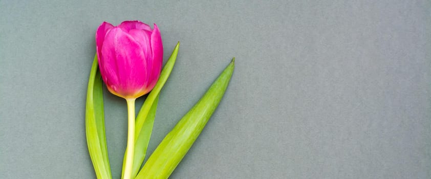 Lonely pink tulip with green leaves on a solid dark background. Copy space. Web banner