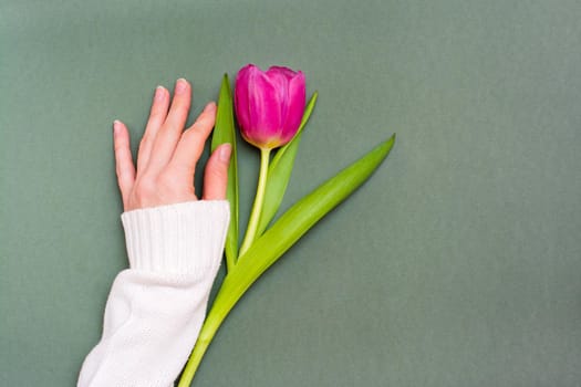 A lonely pink tulip with green leaves and a female hand on a solid dark background. Copy space