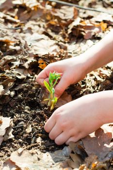 Children's hands carefully clean the ground from last year's leaves around a young sprout with a flower bud in a spring forest