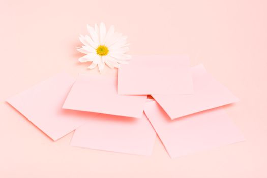 The concept is pink. Blank square small writing sheets and chrysanthemum on a pink background