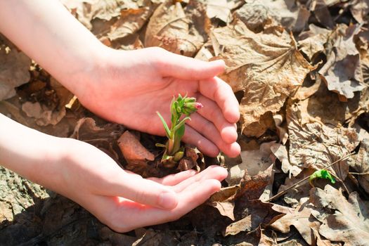 Children's hands surrounded with care a young sprout with a flower bud on the ground in the forest among last year's leaves in spring