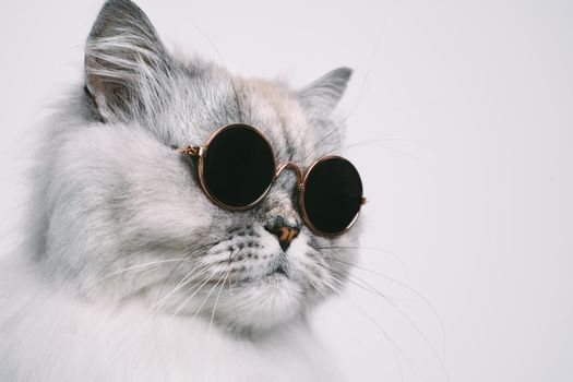 Portrait of funny grey cat in sunglasses. Copy space. High quality photo