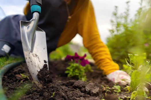 A closeup of hands of a young gardener with a seedling in a peat pot. A hand in gloves puts the plant in the soil. Petunia hybrida seedlings are going to be planted in the processed black soil.