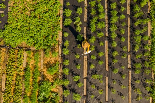 A young girl in a straw hat is standing in the middle of her beautiful green garden, covered in black garden membrane, view from above. A woman gardener is watering the plants with watering can