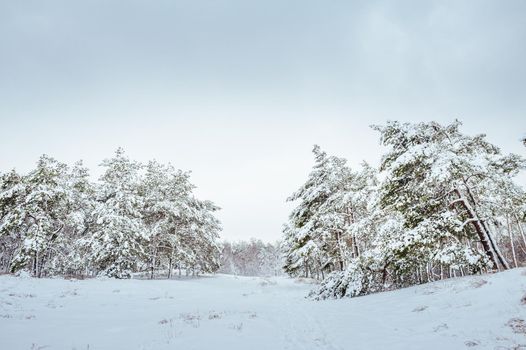 New Year tree in winter forest. Beautiful winter landscape with snow covered trees. Trees covered with hoarfrost and snow. Beautiful winter landscape. Snow-covered tree branch. Winter background.